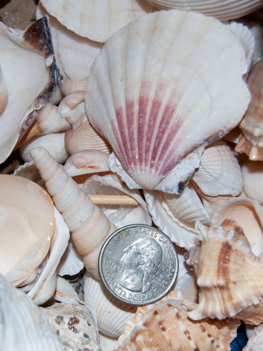 Assorted Seashells Collection Natural Beach Decor 1/2lb Crafts Diy